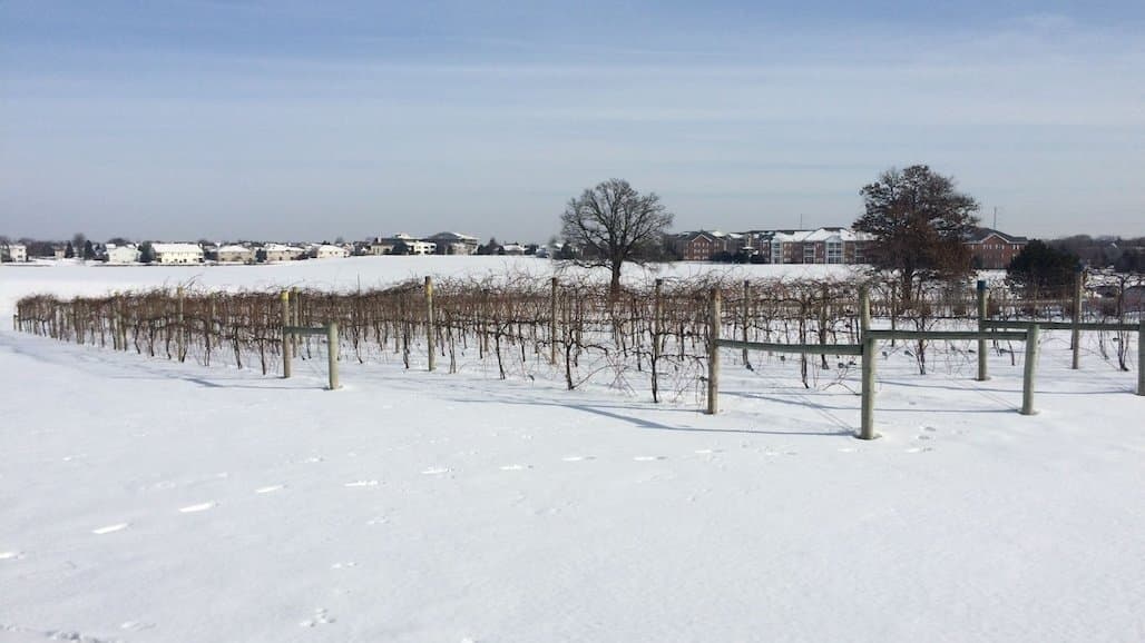 Understanding Grapevine Trellis “Anatomy” for Cold Climate Grape Establishment