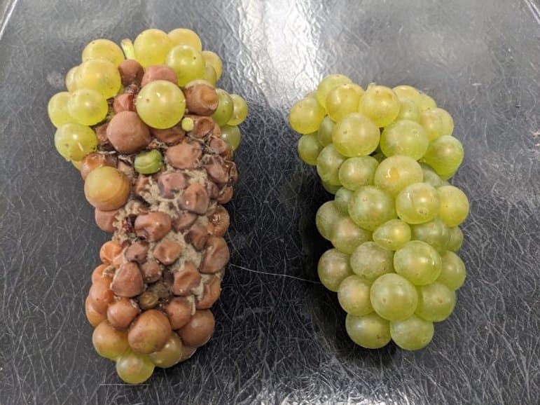Michigan Sees Unusual Timing for Wild Grape Bloom this Spring