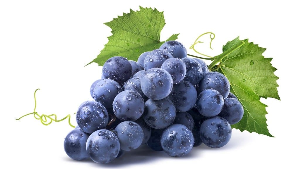 Southeast Bunch Grape IPM Guide Now Available