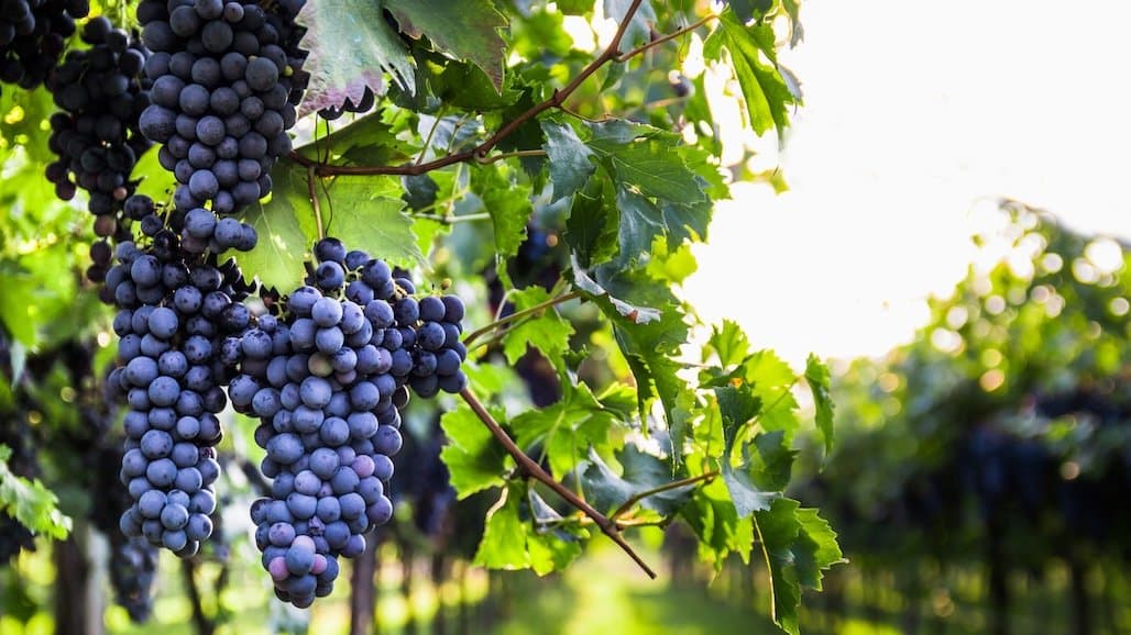 Michigan Wine and the Discipline of Maturity