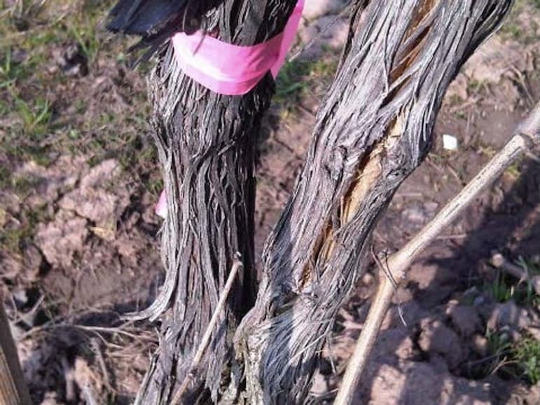 Post Harvest Vineyard Management for Michigan Growers