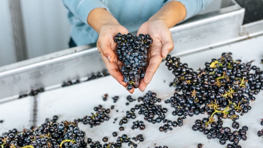 An Early Harvest Shows Promise Across the State