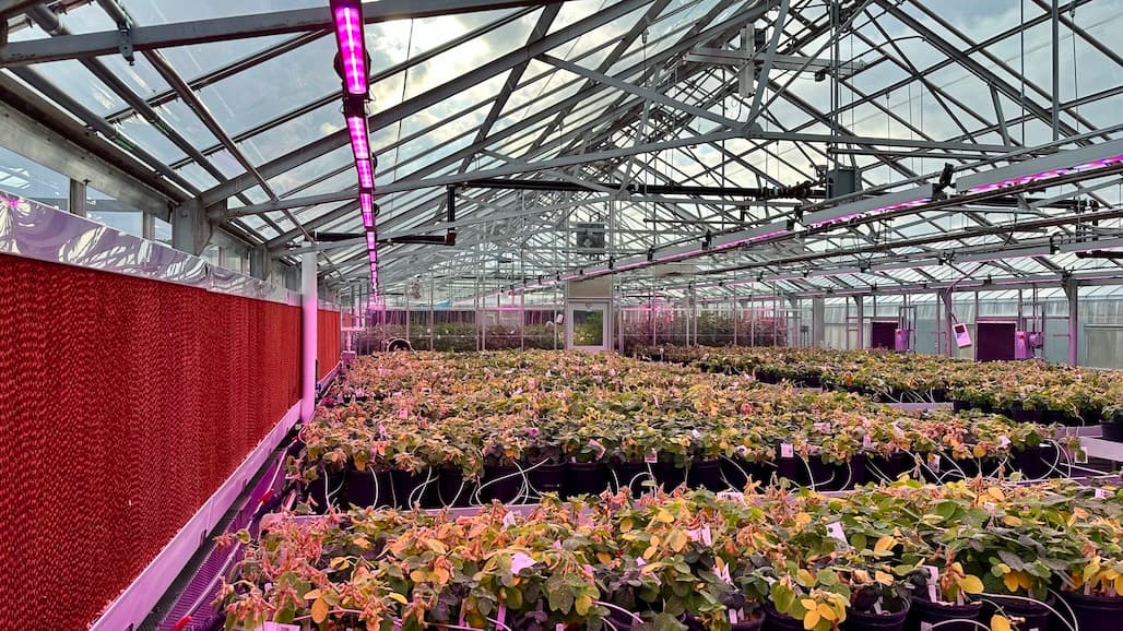 MSU greenhouse renovations