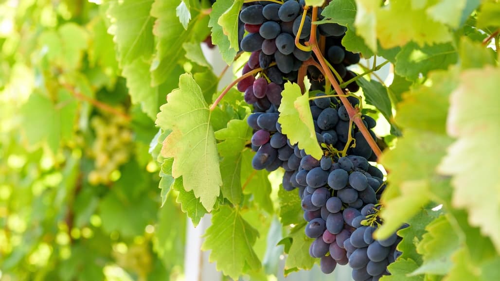 Australian Table Grape Market Rebound Expected
